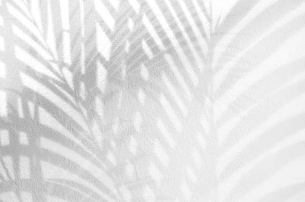 istock Light and shadow leaves,palm leaf on grunge white wall concrete background.Silhouette abstract tropical leaf natural pattern for wallpaper, spring ,summer texture.Black and white blurred image backdrop. 1182702180