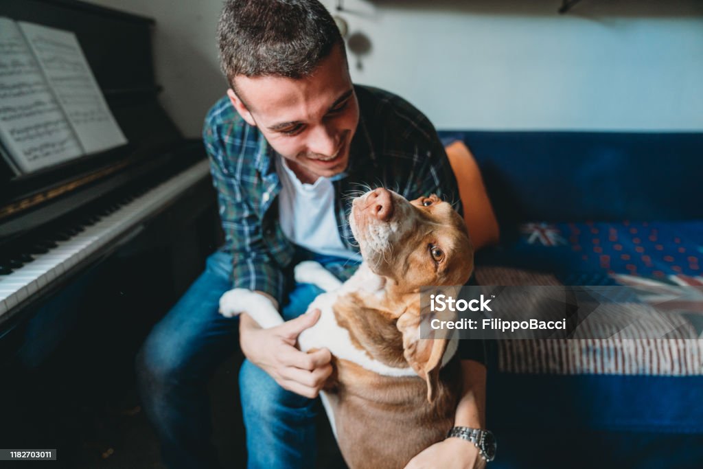 Junger erwachsener Pianist Mann spielt mit seinem Hund zu Hause - Lizenzfrei Das Leben zu Hause Stock-Foto