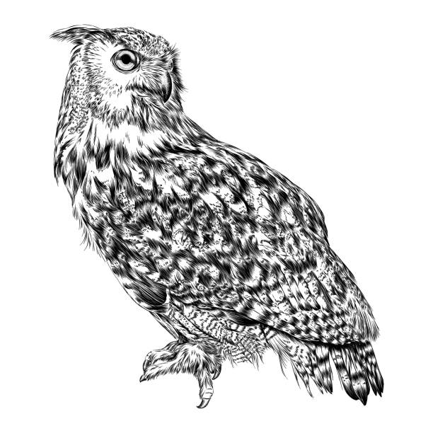 ilustrações de stock, clip art, desenhos animados e ícones de eurasian eagle owl ink drawing vector illustration - perching