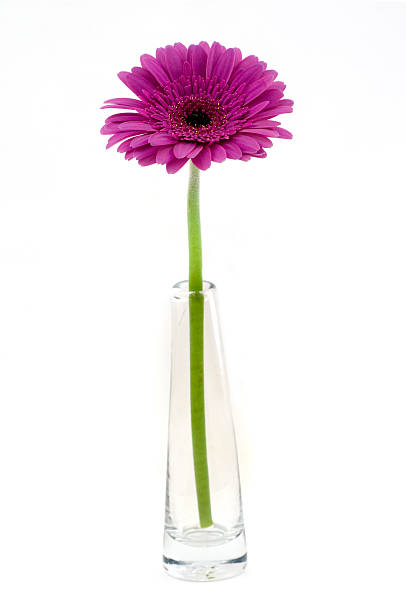 istock Pink gerber in glass 118270346