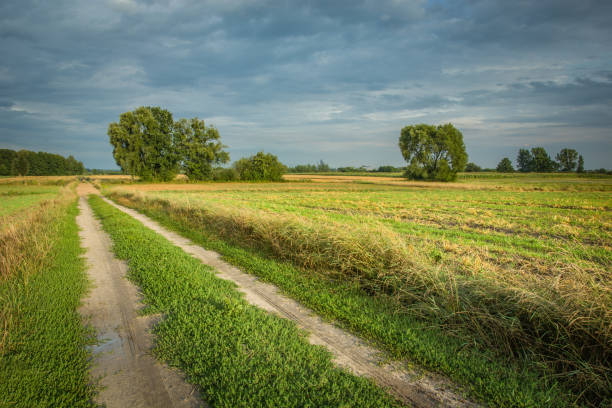 istock Dirt road through rural fields, trees to the horizon and evening sky 1182703471