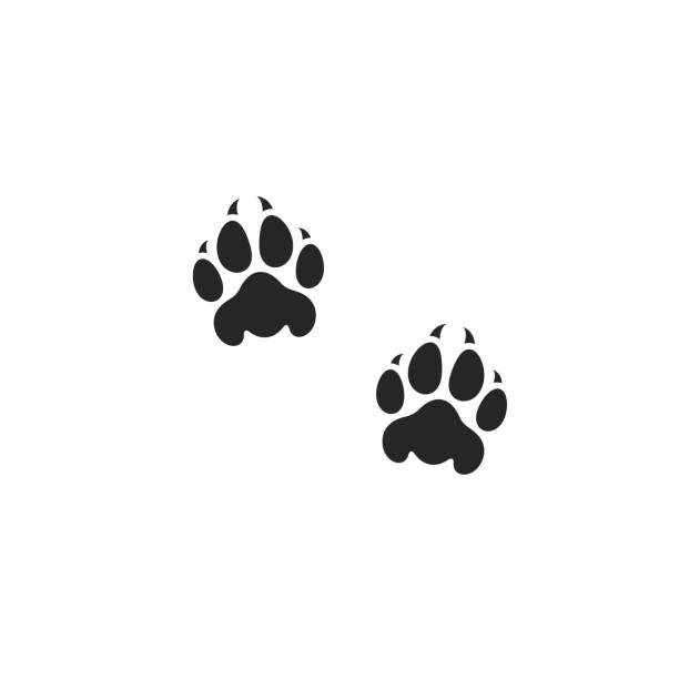 사자 발 인쇄. 야생 동물 - paw print stock illustrations