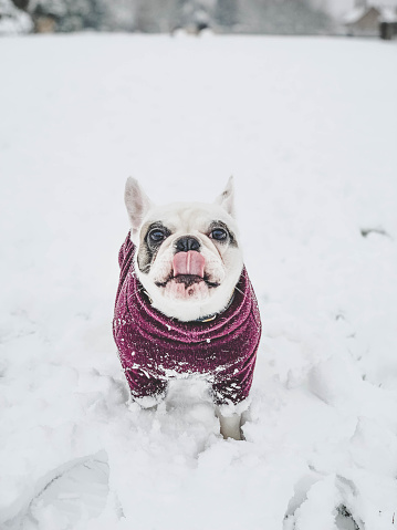 Cute Frenchie puppy in fleece sweater licking snow