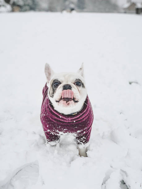 Dog eating snow. A French Bulldog in winter jumper enjoys eating snow outside at the field stock photo