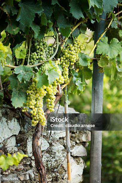 Uva Immagine A Colori - Fotografie stock e altre immagini di Ambientazione esterna - Ambientazione esterna, Azienda vinicola, Colore verde