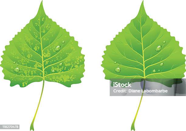 Green Poplar Blätter Stock Vektor Art und mehr Bilder von Blatt - Pflanzenbestandteile - Blatt - Pflanzenbestandteile, ClipArt, Farbbild