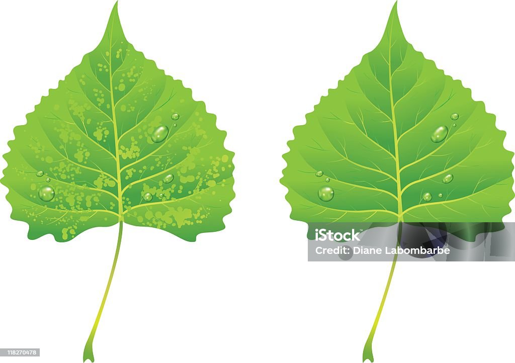 Poplar folhas verdes - Vetor de Choupo royalty-free