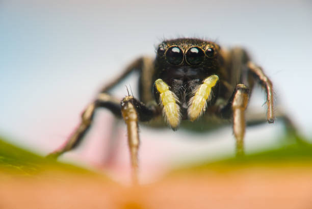 istock Jumping spider on bright background in nature 1182704933