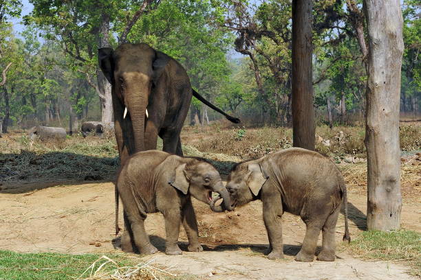 istock Elephant and cubs in Chitwan National Park. Nepal. 1182704940