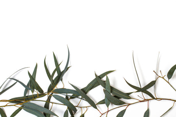 istock Eucalyptus leaves on a white background 1182704993