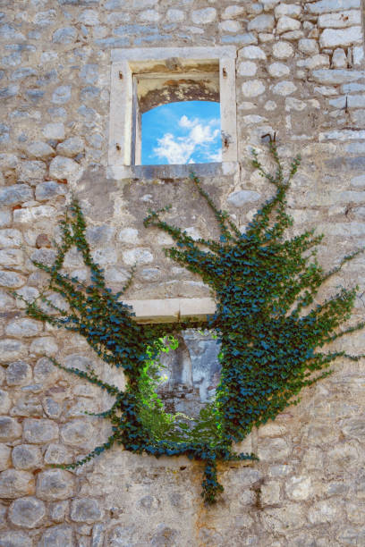 a stone wall of a rural house, with a window, dry ivy on the upper part and green ivy on the lower one, copy space, vertical