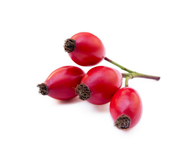 Ripe rose hip Ripe rose hip isolated on white background wild rose hip stock pictures, royalty-free photos & images