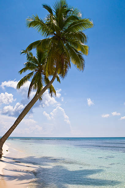 istock palms on the beach island 118270633