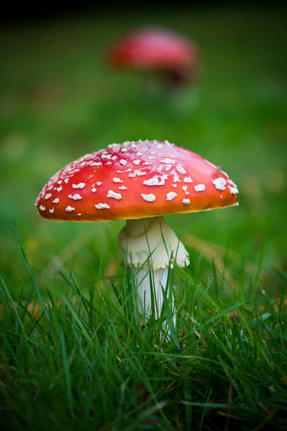 istock Red toadstool growing in field of green grass 1182706746