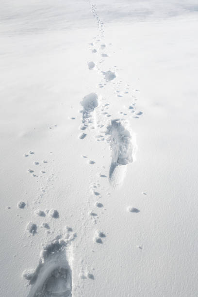 istock Footsteps in snow. Foot pathway through the snow. Winter scenery 1182706885