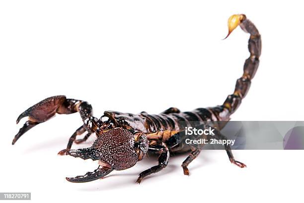 Scorpion Stock Photo - Download Image Now - Scorpion, Animal, Animal Wildlife