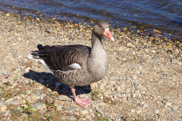 istock A Greylag goose on a beach 1182709002