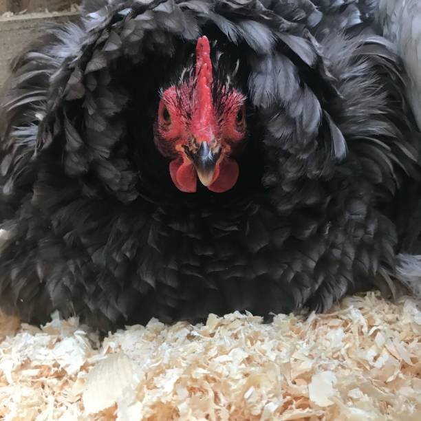 istock Dark frazzled chicken 1182709084