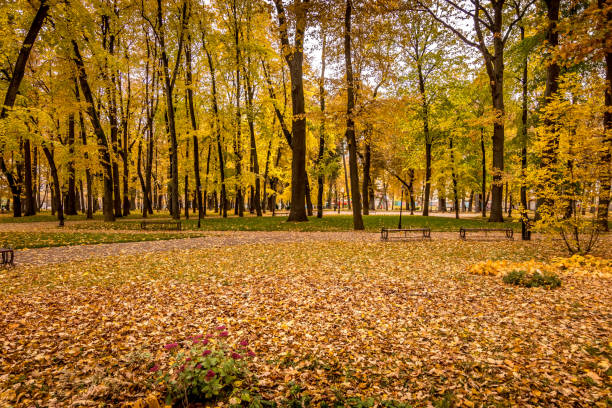 istock Leaf fall in the park in autumn with maples. 1182709573