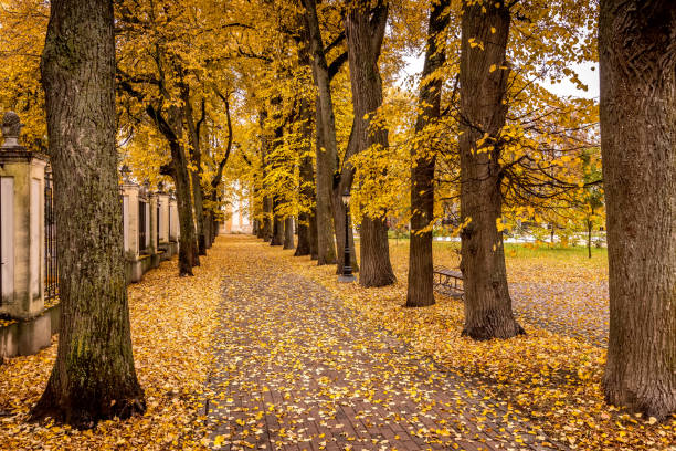 istock Leaf fall in the park in autumn with maples. 1182709616