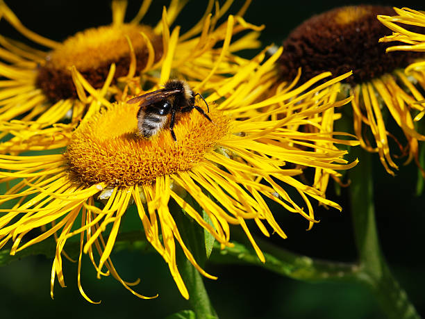istock Bumblebee on the yellow flower 118271080