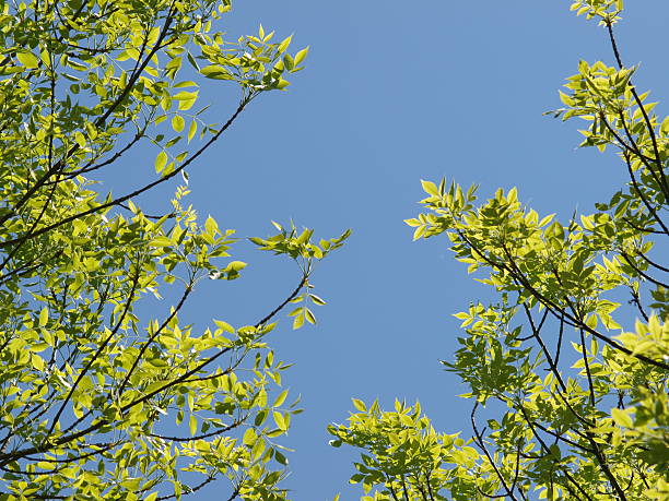 istock Green leaves and clear blue sky 118271130