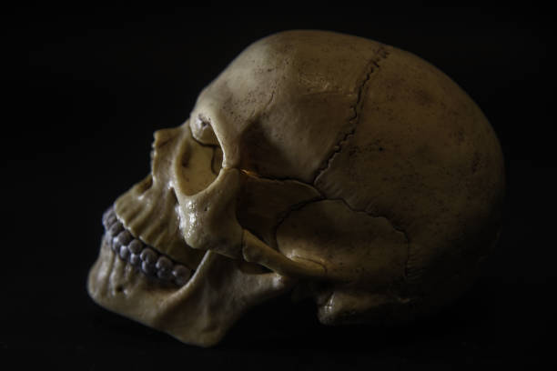 istock human anatomical skull, on black background 1182712475