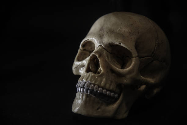 istock human anatomical skull, on black background 1182712477