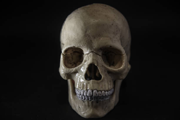 istock human anatomical skull, on black background 1182712479