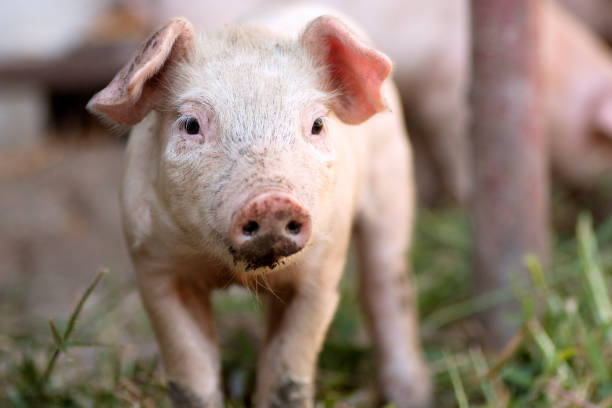 istock piglet animal portrait 1182712534