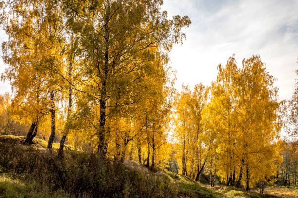 istock Birches in a sunny golden autumn day. Leaf fall. 1182713146