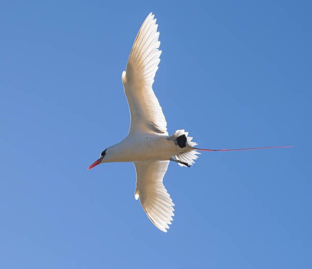 red-tailed tropicbird (phaethon rubricauda) on a sunny afternoon red-tailed tropicbird on a sunny afternoon, approaching the nest, seen on the island Nosy Ve, Madagascar red tailed tropicbird stock pictures, royalty-free photos & images