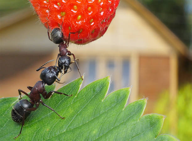 istock sweet summer of ants 118271344