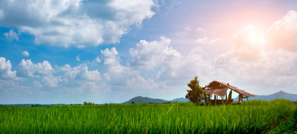 scène rurale chalet abandonné est situé avec des semis de riz vert dans un champ de paddy avec beau ciel et nuage au soleil au-dessus d'une chaîne de montagnes dans le - summer cereal plant sunlight sun photos et images de collection