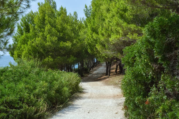 istock Road along the sea. 1182715408