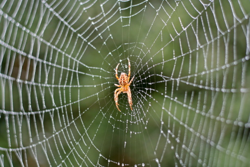 Close-up of an arachnid with striped legs and spots on its back. Wonders of nature and animal photography. Climate emergency and respect for the environment.