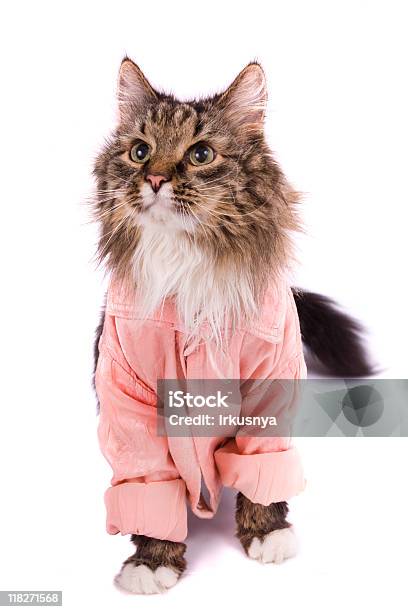 Кошка Одежды Розовая Халат — стоковые фотографии и другие картинки Банный халат - Банный халат, Вертикальный, Внимательно смотреть