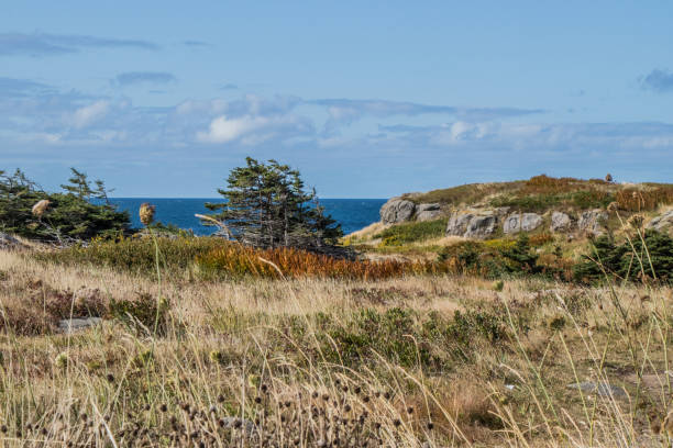 istock Landscape around the light house at Brier Island 1182715712