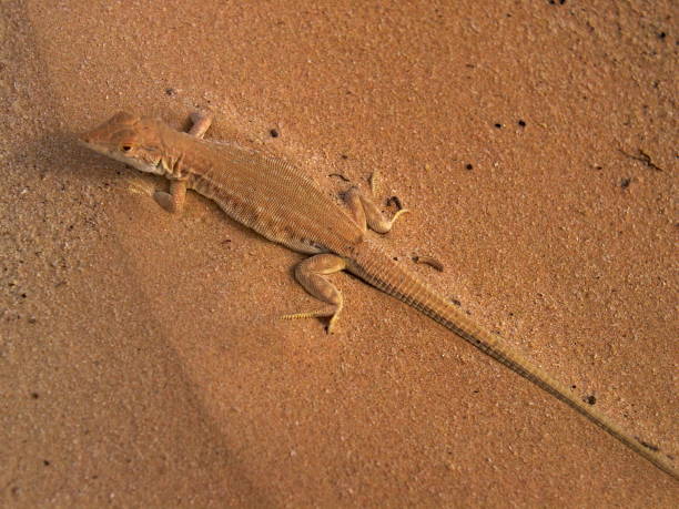 lagartos franja-fingered no deserto de sahara - 3109 - fotografias e filmes do acervo