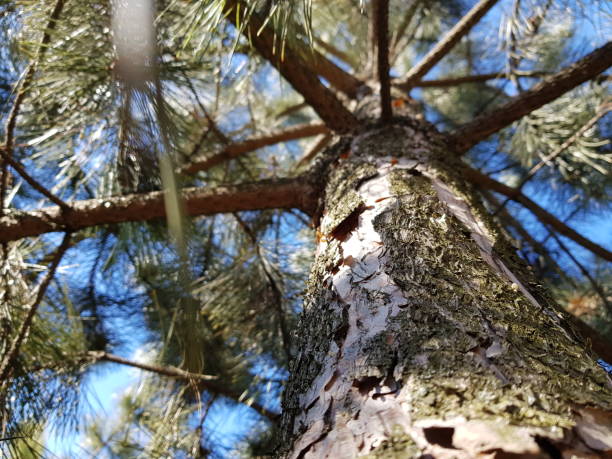 istock pine tree, trunk closeup with resin, view up through branches to the sky, sunny day. 1182716769