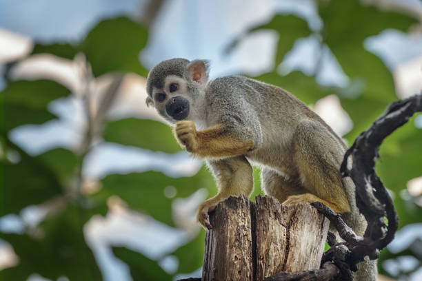 istock Common squirrel monkey, Saimiri sciureus, a species of squirrel monkey from Guiana, Venezuela, Brazil. Animals in natur reserve. Animals watching 1182716947