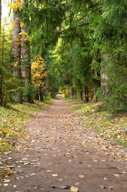 istock Lonely path in autumn park with yellow leafs 1182716968