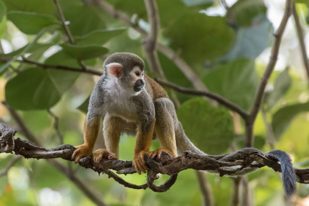 istock Common squirrel monkey, Saimiri sciureus, a species of squirrel monkey from Guiana, Venezuela and Brazil between green leaves 1182717042