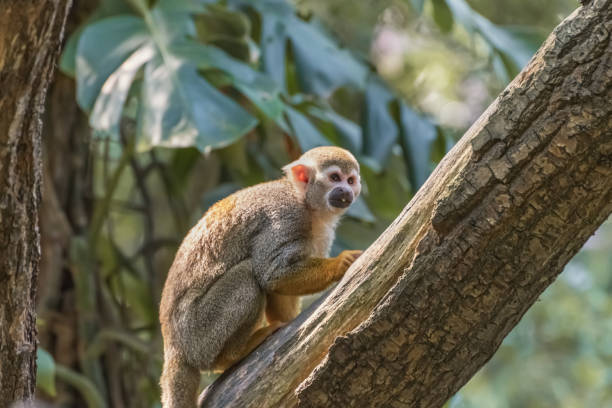 istock Common squirrel monkey, Saimiri sciureus, a species of squirrel monkey from Guiana, Venezuela and Brazil. Animals in natur reserve 1182717074