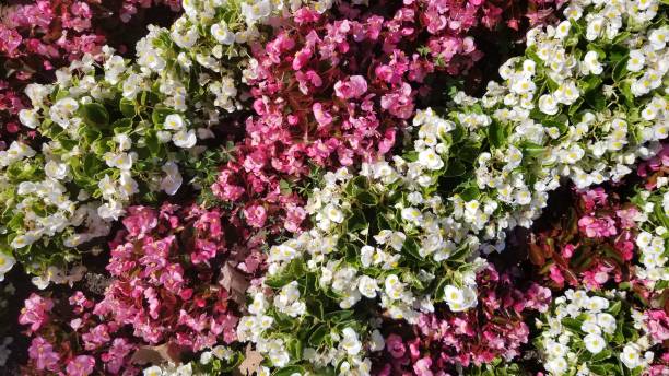 istock White and red flowers for background 1182717998