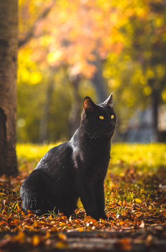 Autumn photos in true autumn colors, rakish and orange leaves and green grass, beautiful sunset light and homeless cats. In the area there are a lot of cats of various colors and characters. Kharkov, Ukraine