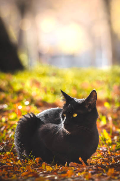 istock Black cat agitated in autumn warm foliage 1182718120