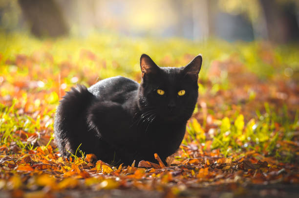 istock Black cat sat in the autumn warm foliage 1182718123
