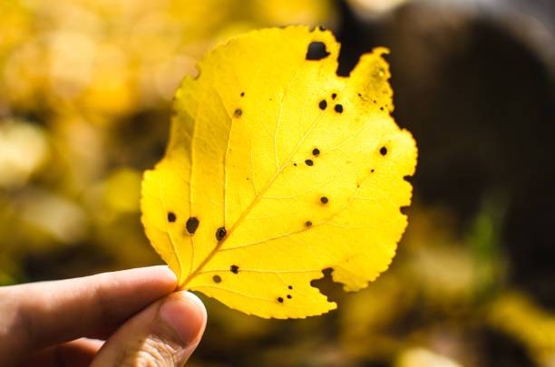 istock Yellow holey autumn leaf 1182718358