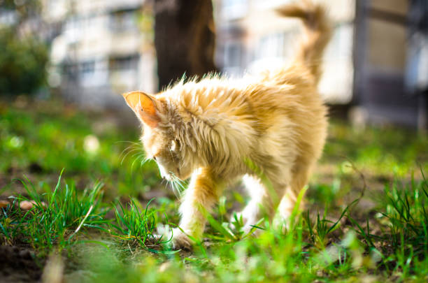 istock Little long-haired kitten is walking a bright photo 1182718367
